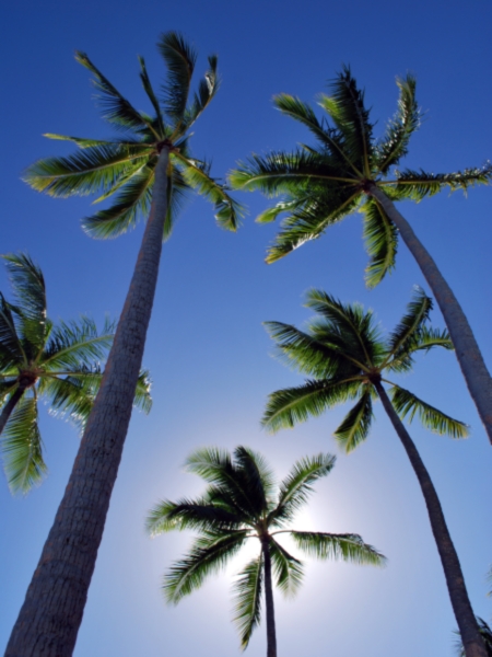 Palm Trees.jpg